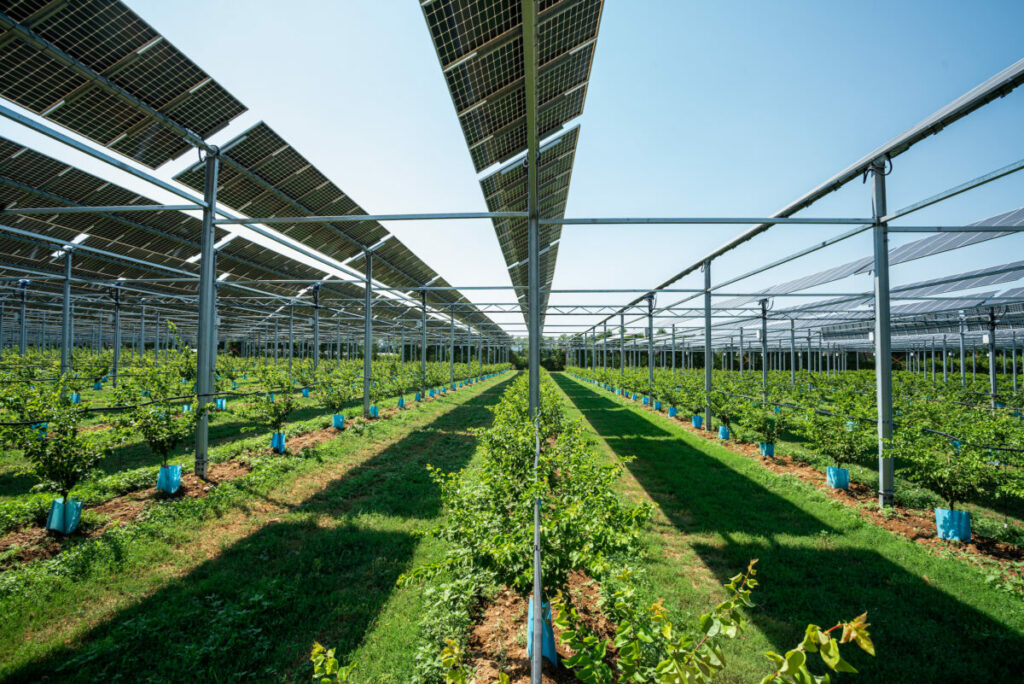 Parcelle agrivoltaïque avec des panneaux solaires au-dessus des cultures, montrant comment l'agrivoltaïsme peut protéger les plantations et optimiser les ressources agricoles.