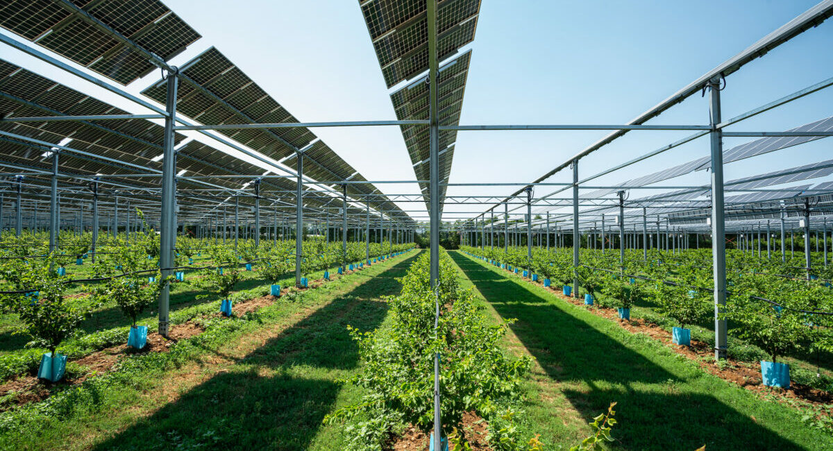 Serre photovoltaïque utilisée pour l'agrivoltaïsme, offrant une production d'énergie solaire tout en préservant l'agriculture.