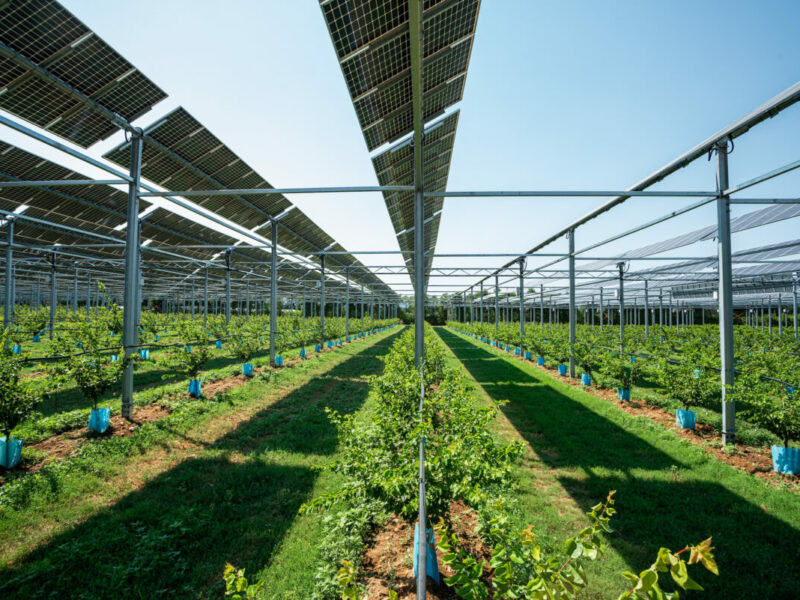 Serre photovoltaïque utilisée pour l'agrivoltaïsme, offrant une production d'énergie solaire tout en préservant l'agriculture.