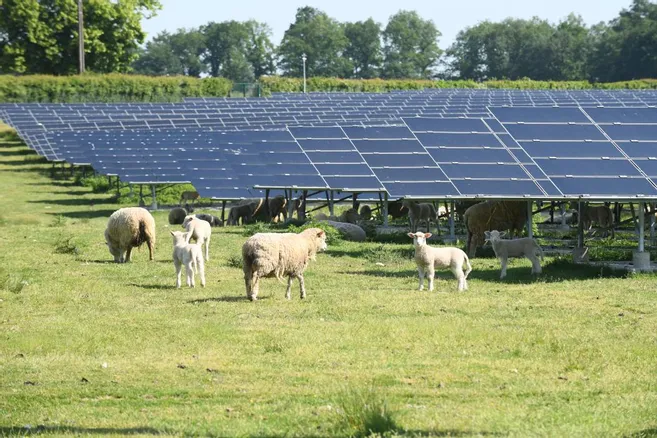 Panneaux solaires utilisés dans un projet d'agrivoltaïsme avec des brebis en pâturage.